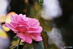 秋を咲く～③