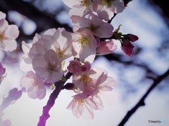 平成最後を咲く桜達～xv