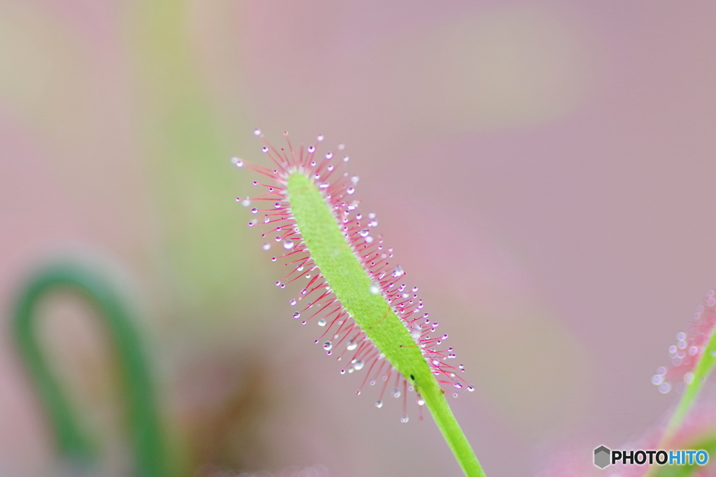 Ｄｒｏｓｅｒａ－１