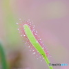 Ｄｒｏｓｅｒａ－１