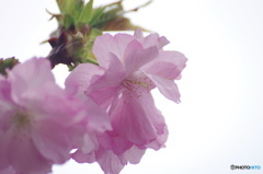卯月桜ー里桜ー１
