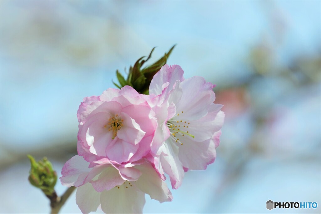 桜便り～xxxix