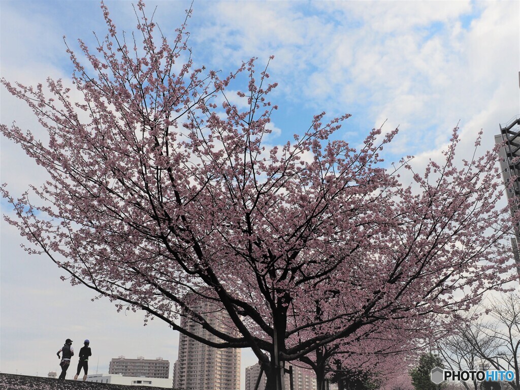 綺麗だね～、、、。