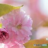 八重桜便り～xiv