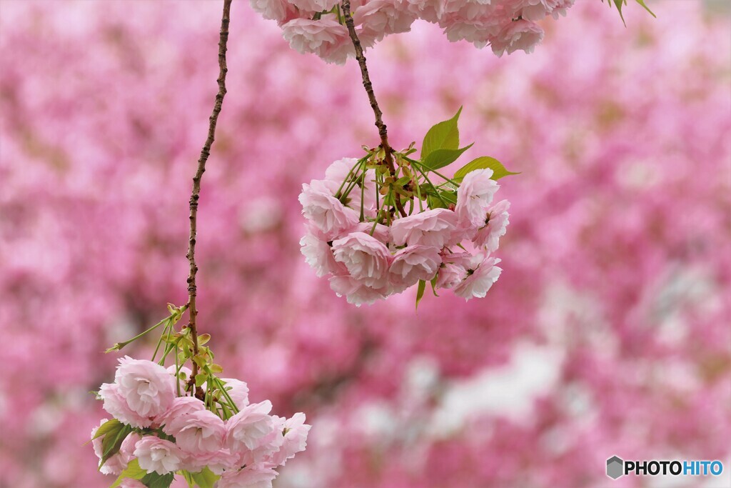 八重桜便り～ⅴ