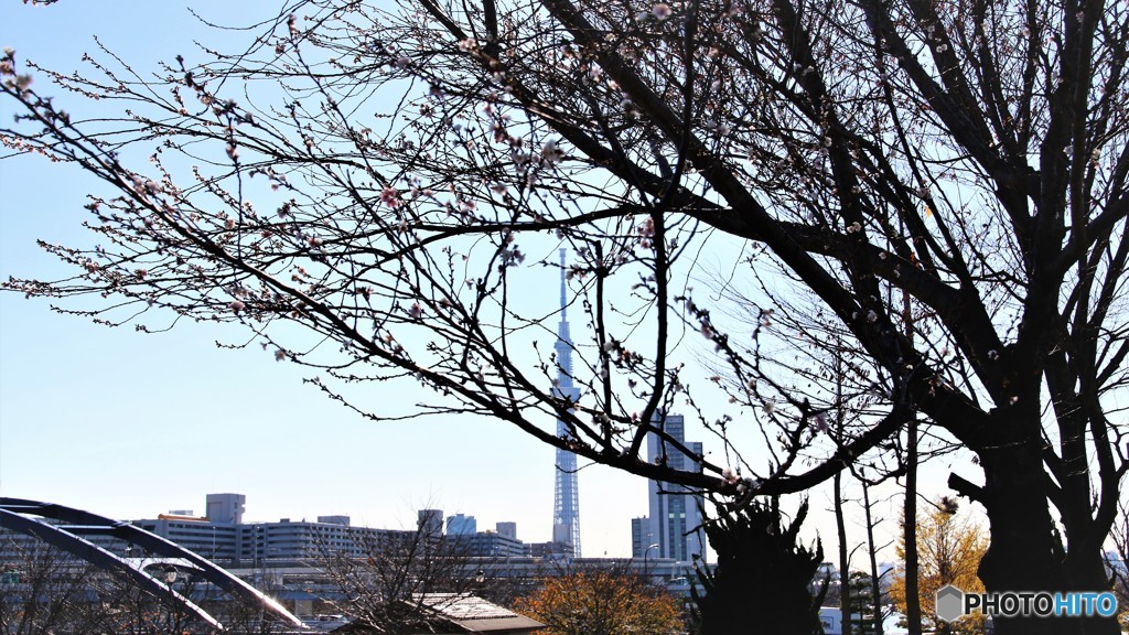 師走の桜見物～Ⅲ