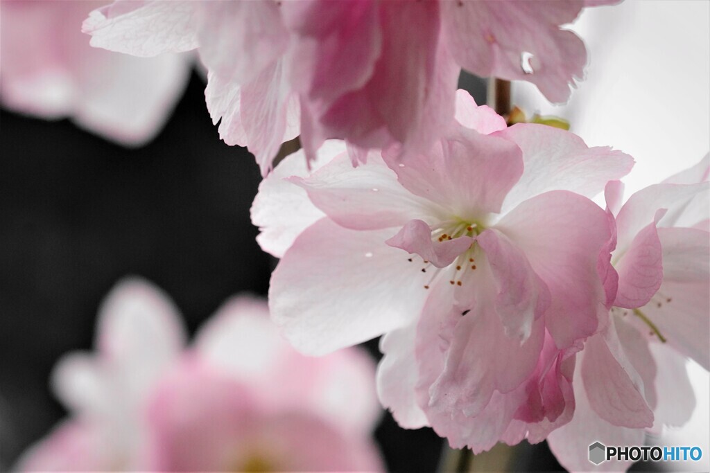 汐入八重桜 牡丹桜