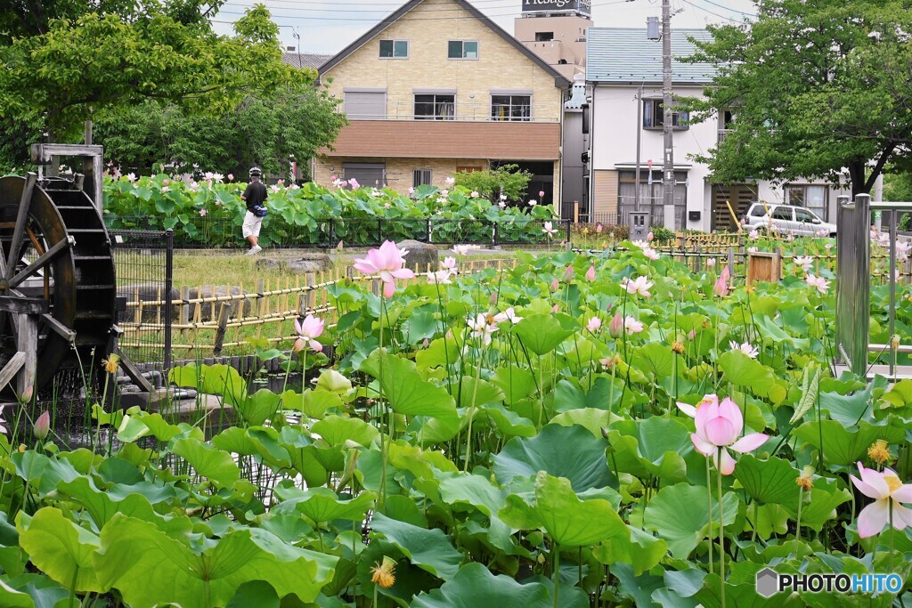 堀之内公園～ⅶ