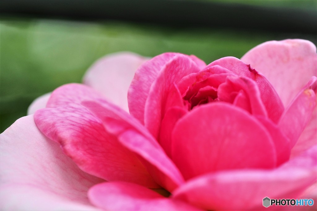 ピンクの夏薔薇。
