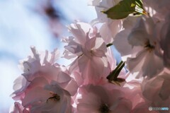 一葉桜～ⅱ