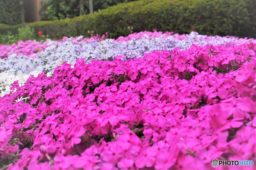 芝ㇻㇰ咲くラ～、、、。