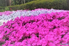 芝ㇻㇰ咲くラ～、、、。