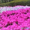 芝ㇻㇰ咲くラ～、、、。