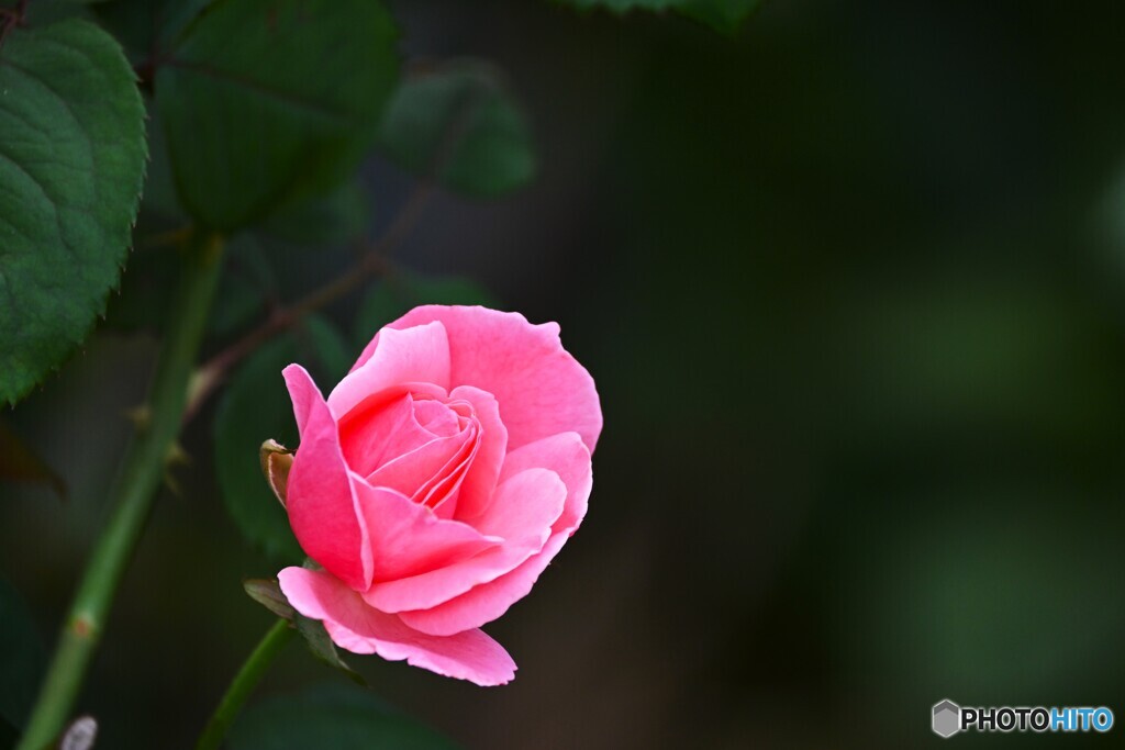 10日ほど前の秋薔薇～ⅱ