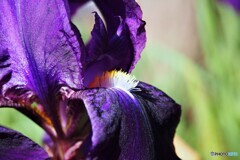 暖冬の花