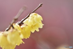 河津桜を背景に。