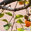 見られたか～、、、。
