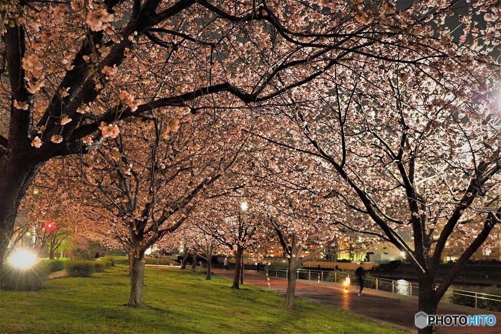 汐入夜桜４景～ⅲ