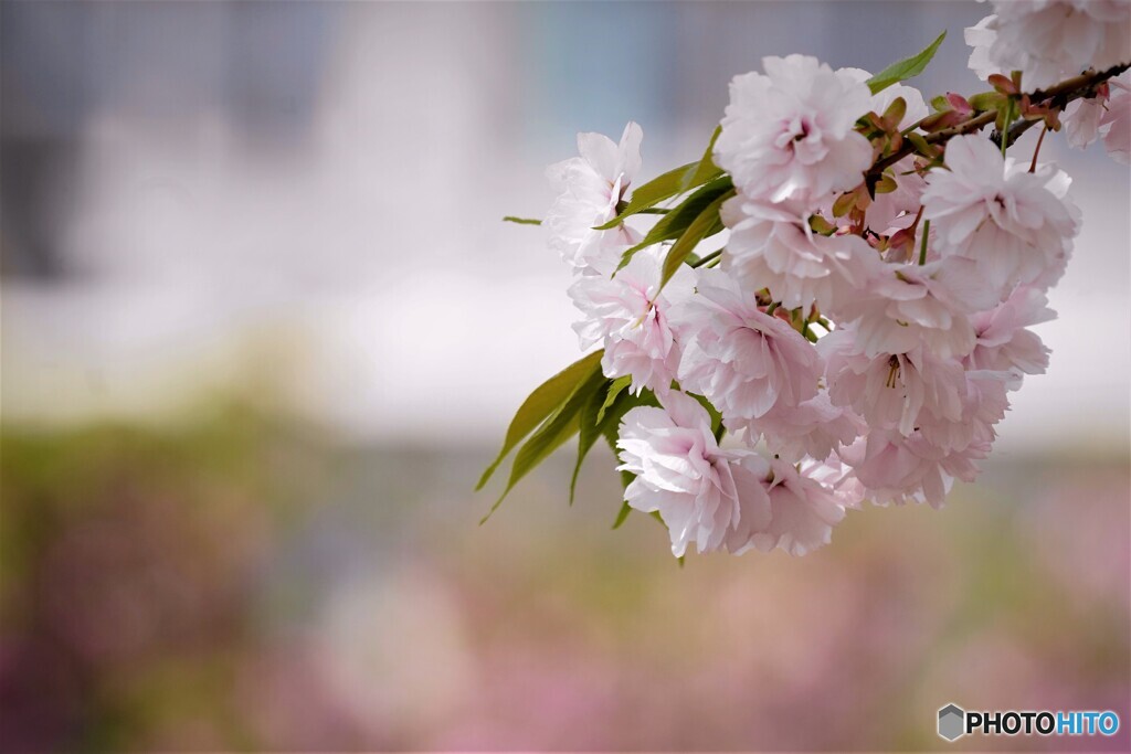 八重桜便り～ⅶ