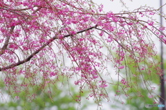 紅枝垂れさく、、、ら