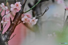 桃色の梅