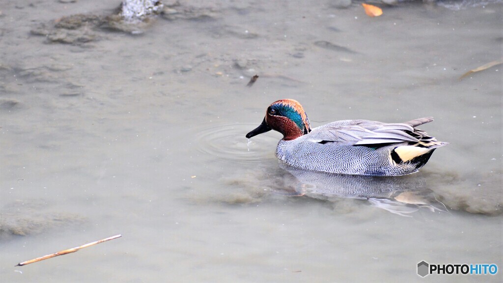 隅田川の水鳥達～⓶