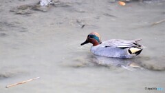 隅田川の水鳥達～⓶