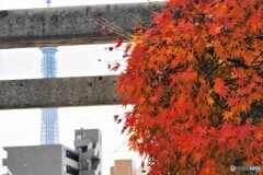 神社の紅葉