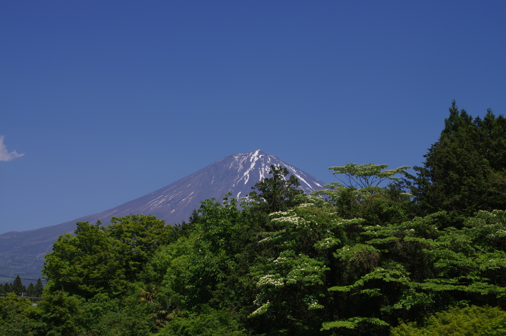 富士山と新緑