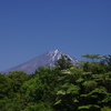 富士山と新緑