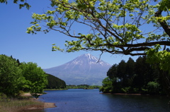 田貫湖からの雄姿－４