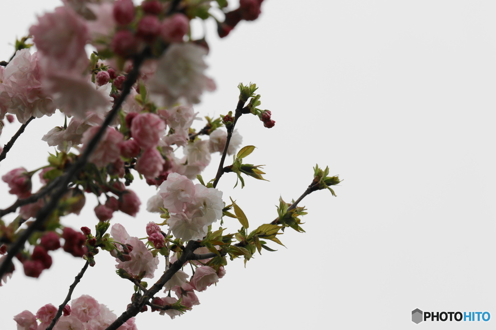 卯月桜ー福禄寿ー１