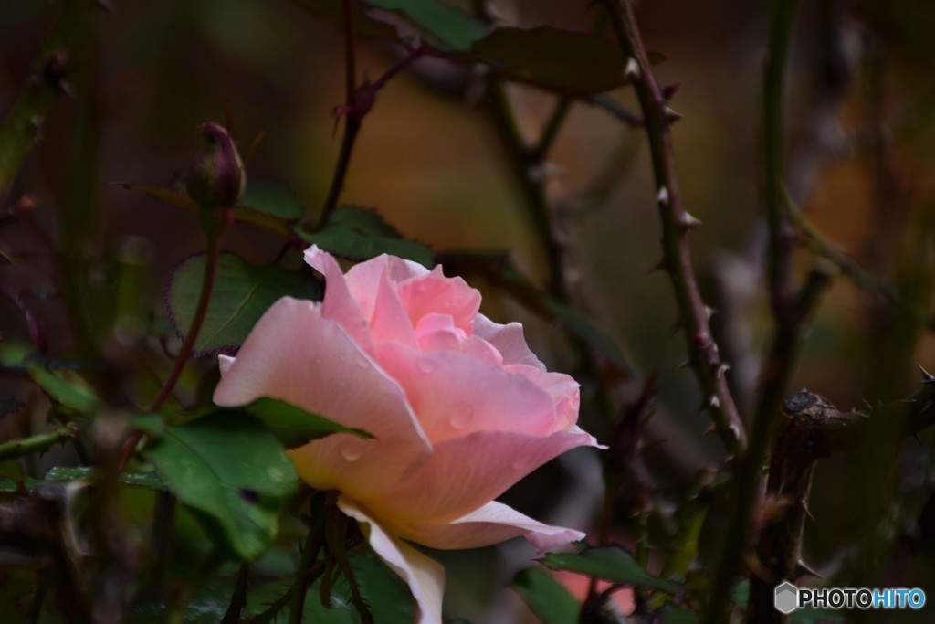 国立科学博物館の薔薇