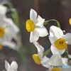Narcissus。