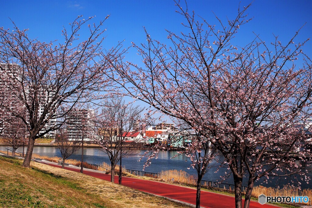 春のうららの隅田川、、、。