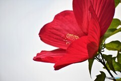 夏の名残り