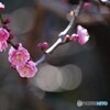 境内の紅梅～ⅱ