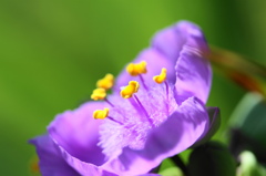 去春花ー３
