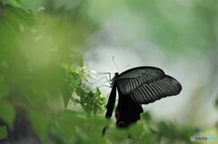 黒蝶の魅力～ⅲ