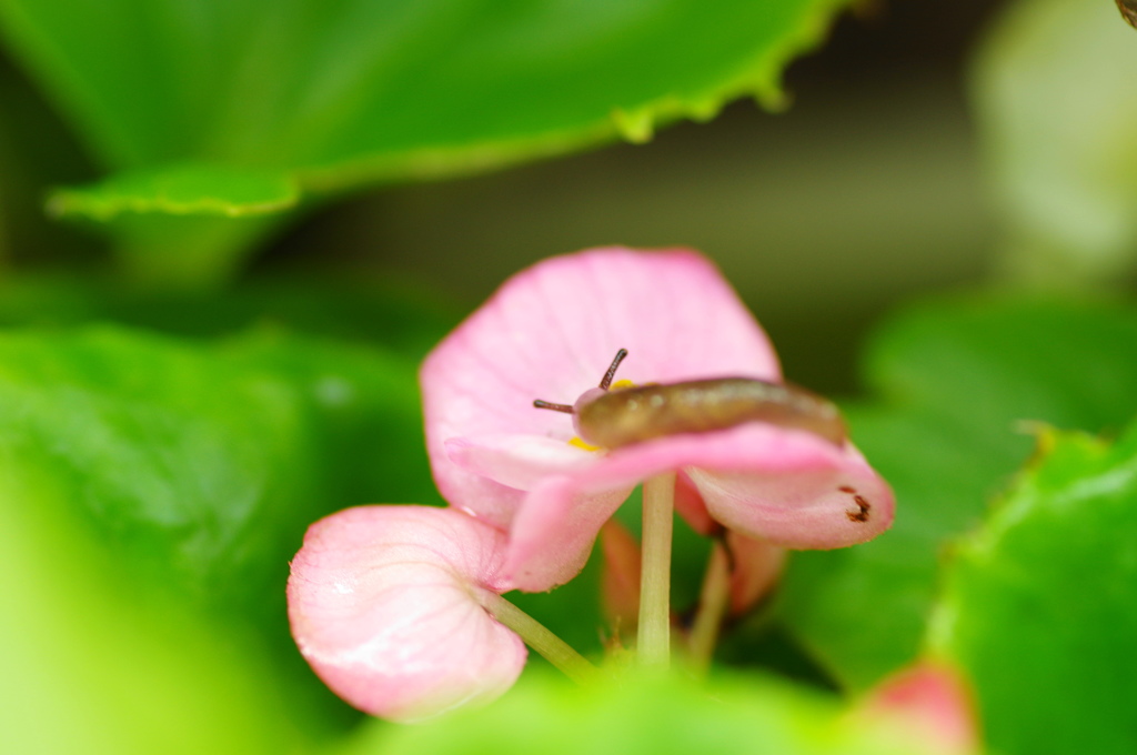 長月花ー３