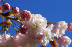 桜いろいろー４