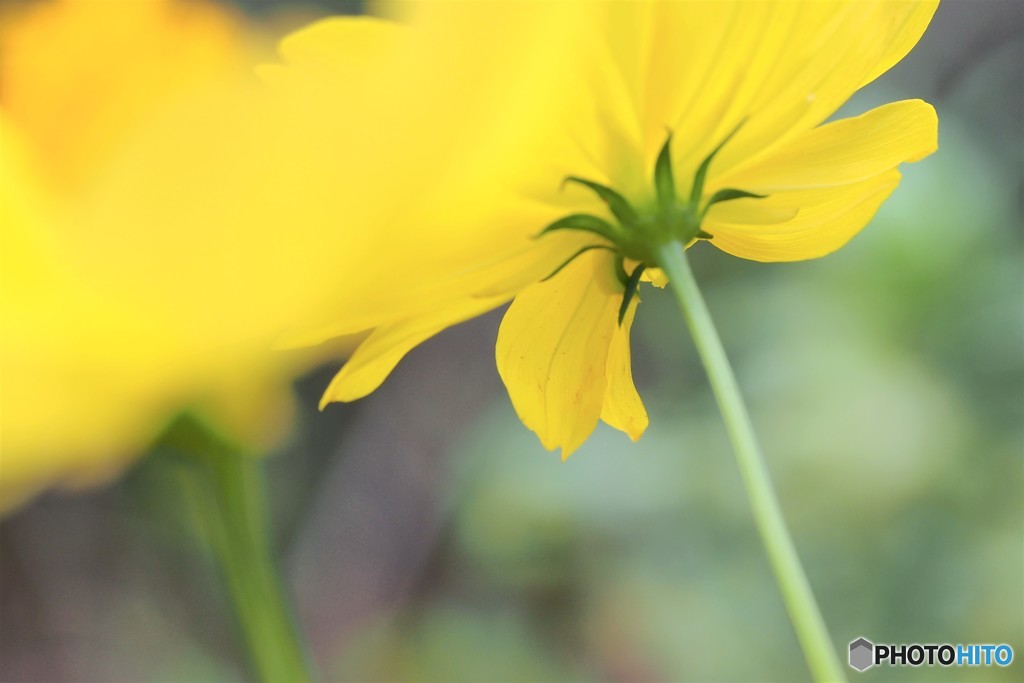 Golden cosmos