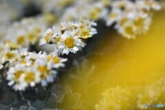 小菊の頃