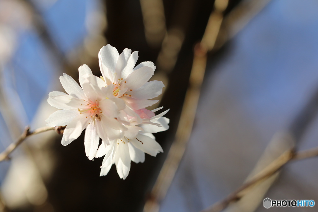 十月桜.