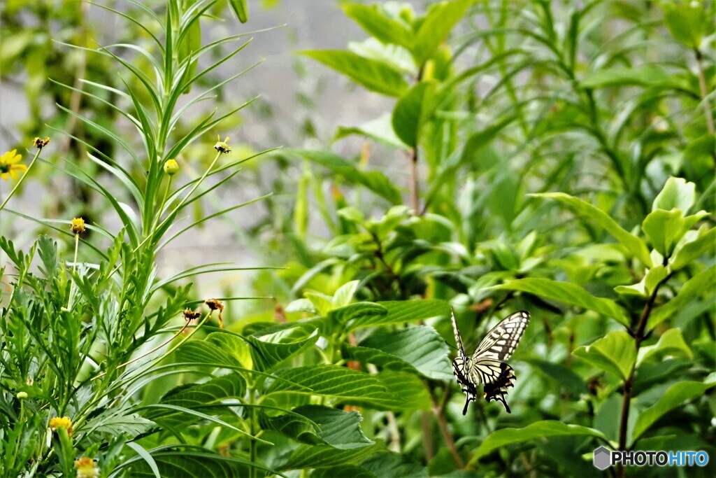 花が無いよ～？？