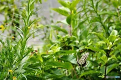 花が無いよ～？？