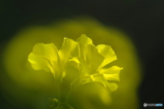 黄花の叫び－Ⅱ