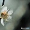 境内の白梅～ⅳ