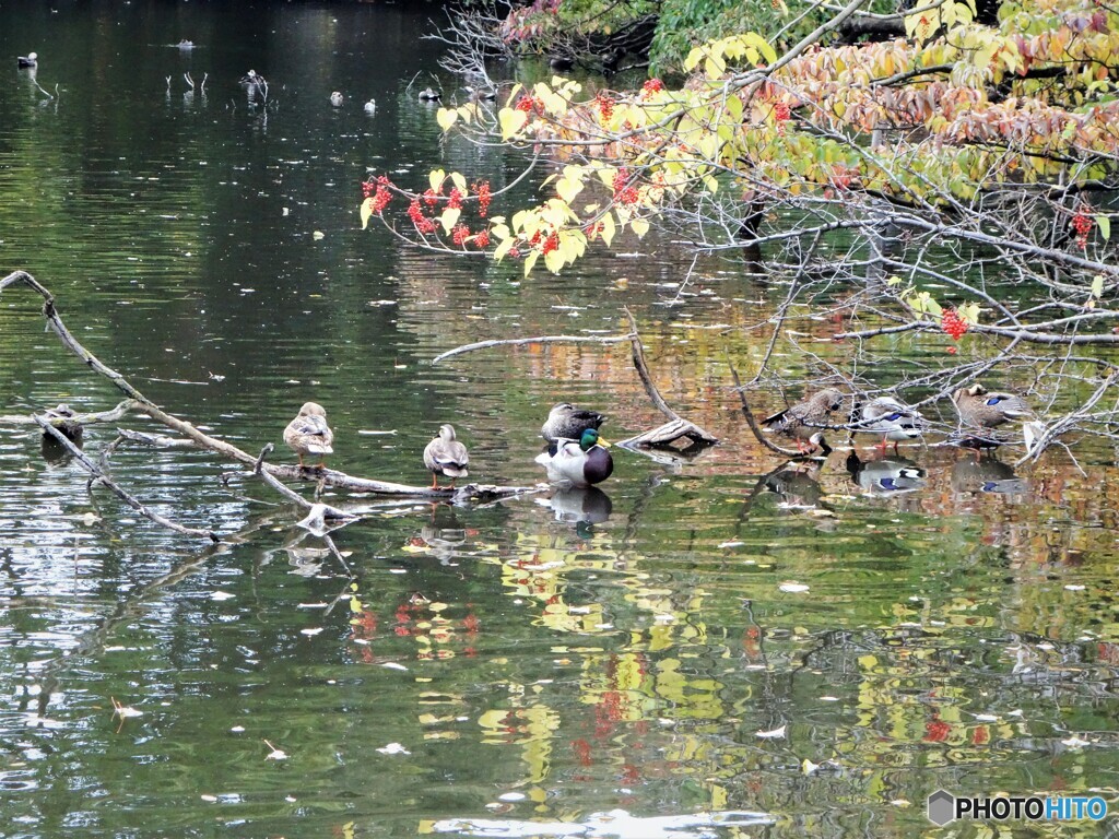 新宿御苑～水鳥達