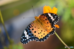 ツマグロヒョウモンの舞－19